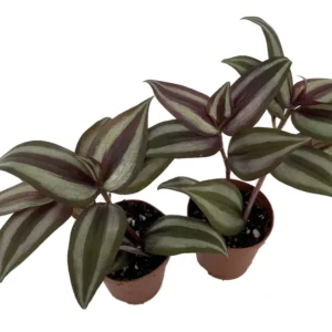 Tradescantia Plant Sterling Silver 2 Plants - Purple & Silver - 2