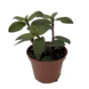 Tradescantia Trailing House Plant 2.5 inch Pot Indoor Plant