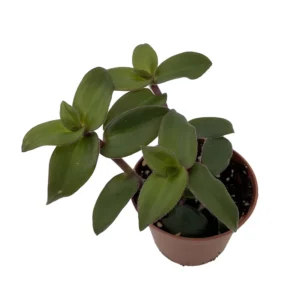 Tradescantia Trailing House Plant 2.5 inch Pot Indoor Plant
