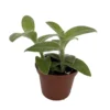 Tradescantia sillamontana Velvet Hill - 2.5" Pot Succulent Plant