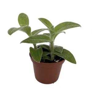 Tradescantia sillamontana Velvet Hill - 2.5