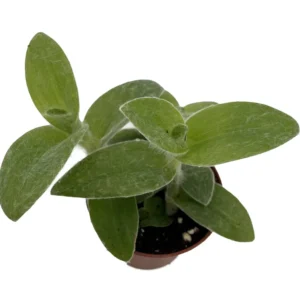 Tradescantia sillamontana Velvet Hill - 2.5" Pot Succulent Plant