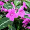 Trailing Velvet Vine Plant - Ruellia makoyana - 2.5" Pot - Pink Flowers