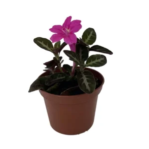 Trailing Velvet Vine Plant - Ruellia makoyana - 2.5" Pot - Pink Flowers