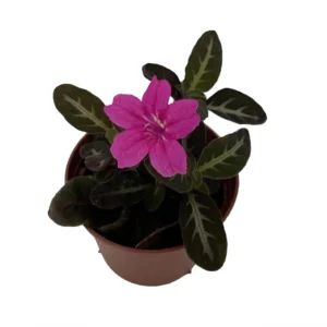 Trailing Velvet Vine Plant - Ruellia makoyana - 2.5