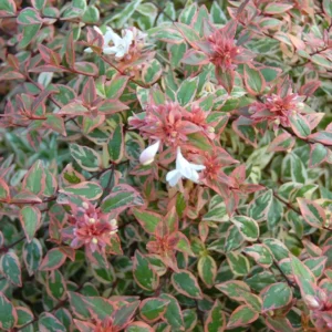 Tres Amigos Abelia Plant - 4