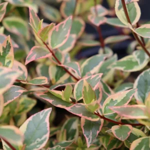 Tres Amigos Abelia Plant - 4" Pot - Tricolor Foliage - Fragrant Blooms