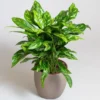 Tricolor Chinese Evergreen Plant 3" Pot - Aglaonema Pictum Camouflage Plant