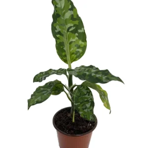 Tricolor Chinese Evergreen Plant 3" Pot - Aglaonema Pictum Camouflage Plant