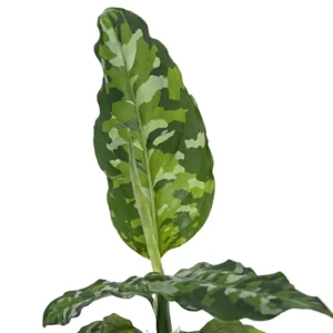 Tricolor Chinese Evergreen Plant 3