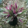 Tricolor Moses in the Cradle Plant - Rhoeo - 4 Inch Pot - Indoor Plant