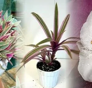 Tricolor Moses in the Cradle Plant - Rhoeo - 4 Inch Pot - Indoor Plant