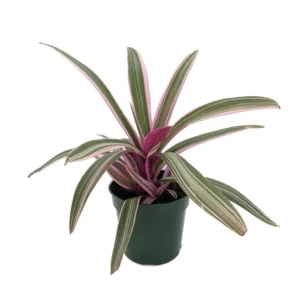 Tricolor Moses in the Cradle Plant - Rhoeo - 4 Inch Pot - Indoor Plant
