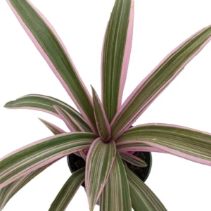 Tricolor Moses in the Cradle Plant - Rhoeo - 4 Inch Pot - Indoor Plant
