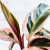 Tricolor Prayer Plant Stromanthe triostar 4 inch Pot Live Indoor Plant
