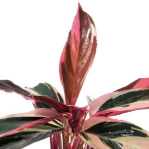 Tricolor Prayer Plant Stromanthe triostar 4 inch Pot Live Indoor Plant