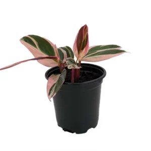 Tricolor Prayer Plant Stromanthe triostar 4 inch Pot Live Indoor Plant