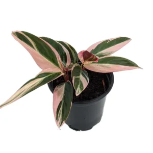 Tricolor Prayer Plant Stromanthe triostar 4 inch Pot Live Indoor Plant