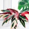 Tricolor Prayer Plant Stromanthe triostar - 6 inch Pot - Colorful Foliage