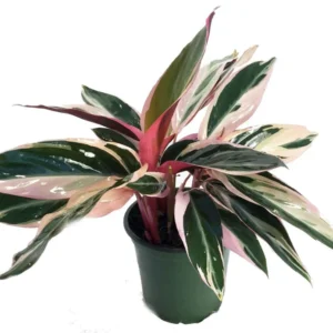 Tricolor Prayer Plant Stromanthe triostar - 6 inch Pot - Colorful Foliage