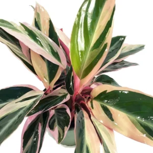 Tricolor Prayer Plant Stromanthe triostar - 6 inch Pot - Colorful Foliage