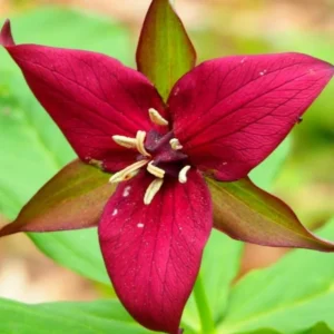 Trillium Roots Mix Flower Bulbs - Yellow Red White - 10 Large Roots for Gardening