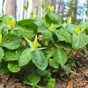 Trillium Roots Mix Flower Bulbs - Yellow Red White - 10 Large Roots for Gardening