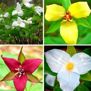 Trillium Roots Mix Flower Bulbs - Yellow Red White - 10 Large Roots for Gardening