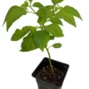 Trinidad Scorpion Chile Pepper Plant 4 inch Pot - Extreme Heat