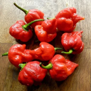 Trinidad Scorpion Chile Pepper Plant 4 inch Pot - Extreme Heat