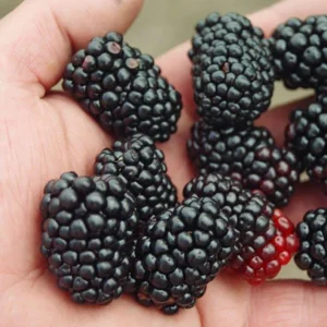 Triple Crown Thornless Blackberry Plant 3.25 inch Pot Fruit Shrub