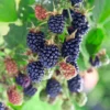 Triple Crown Thornless Blackberry Plants - 4 Live Bushes, Fruit Trees