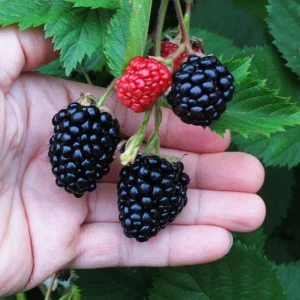 Triple Crown Thornless Blackberry Plants - 4 Live Bushes, Fruit Trees