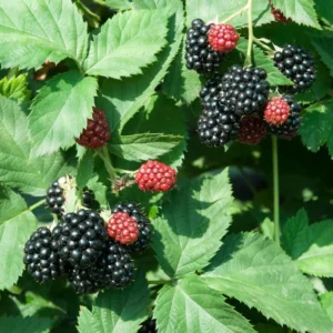 Triple Crown Thornless Blackberry Plants - 4 Live Bushes, Fruit Trees