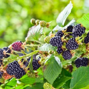 Triple Crown Thornless Blackberry Plants - 4 Live Bushes, Fruit Trees