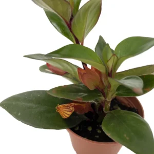 Tropicana Goldfish Plant - Nematanthus - 2.5" Pot - Frequent Blooms Indoor Hanging Plant