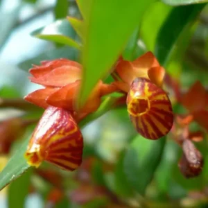 Tropicana Goldfish Plant - Nematanthus - 2.5