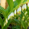 True Solomons Seal Plant Polygonatum Biflorum Bare Root Native Wildflower - 30 Transplant Roots