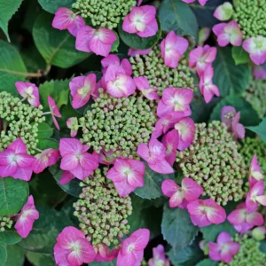Tuff Stuff Top Fun - Mountain Hydrangea - Hydrangea serrata - 4 Inch Pot - Showy Flowers