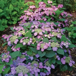 Tuff Stuff Top Fun - Mountain Hydrangea - Hydrangea serrata - 4 Inch Pot - Showy Flowers