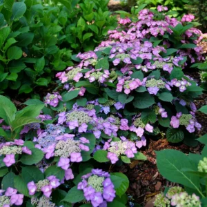 Tuff Stuff Top Fun - Mountain Hydrangea - Hydrangea serrata - 4 Inch Pot - Showy Flowers