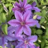 Tumaini Clematis Vine Perennial - 2.5 Inch Pot - Violet Blooms