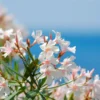 Turner's Kathryn Childers Oleander Live Plants Evergreen Shrub - Blooming Age - Coastal Regions