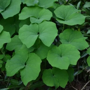 Twinleaf Plants - 10 Bare Roots Perennial Jeffersonia Diphylla - Wildflower Organic Bulbs