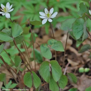 Twinleaf Plants - 10 Bare Roots Perennial Jeffersonia Diphylla - Wildflower Organic Bulbs