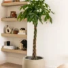 Twisted Money Tree Pachira Plant - 3 inch Pot - Trending Indoor Decor
