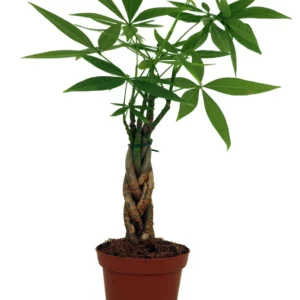 Twisted Money Tree Pachira Plant - 3 inch Pot - Trending Indoor Decor