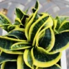 Twisted Sister Snake Plant - Tornado Sansevieria Trifasciata - 4 inch Potted Houseplant