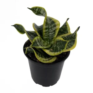 Twisted Sister Snake Plant - Tornado Sansevieria Trifasciata - 4 inch Potted Houseplant