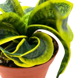 Twisted Sister Snake Plant - Tornado Sansevieria Trifasciata - 4 inch Potted Houseplant